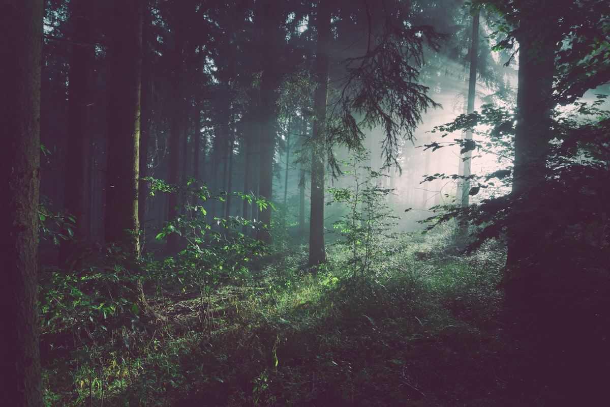 Ancient forest canopy — layered, organised, each element supporting the whole